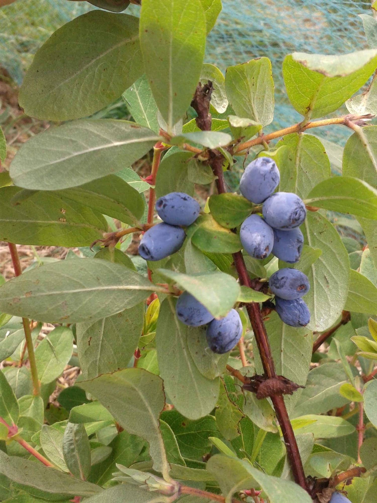 Honingbes (Lonicera caerulea) Samengestelde smakelijke rassen die elkaar goed bestuiven, Honeybee, Aurora en Blue Banana