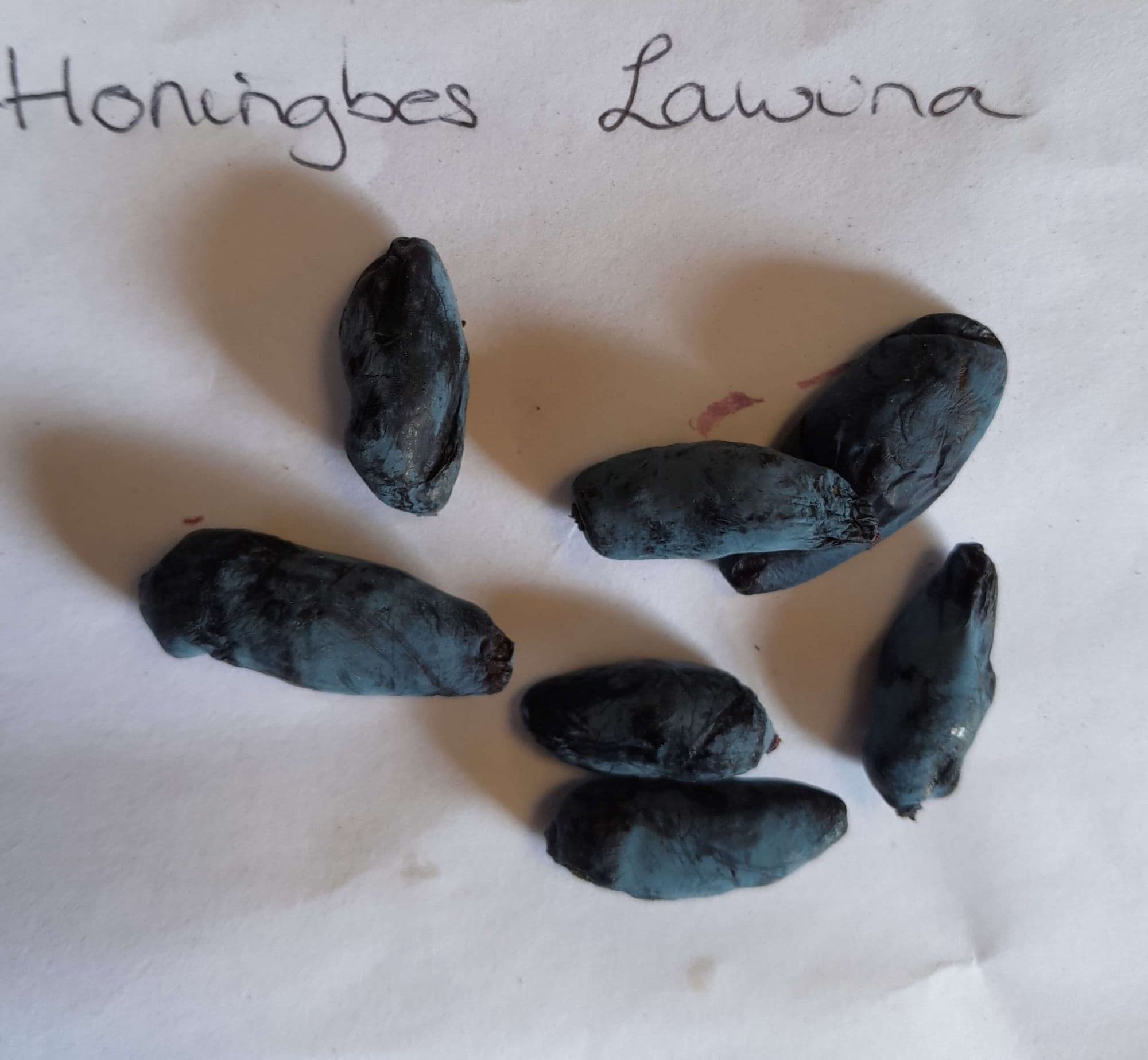Honingbes, Lonicera 'Lawina' (vroeg, smakelijk maar niet altijd oogstzeker!)