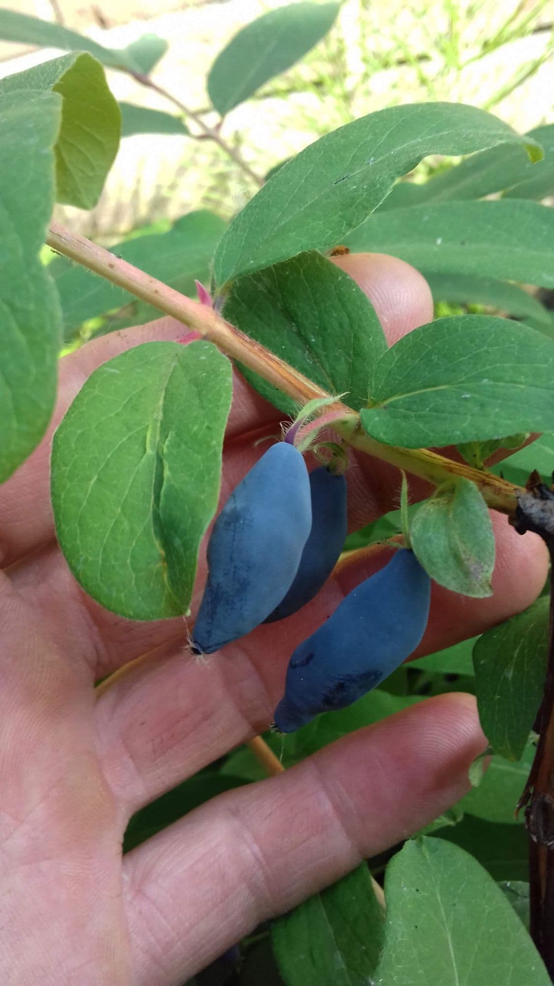 Honingbes, Haskap Lonicera 'Blue Banana'