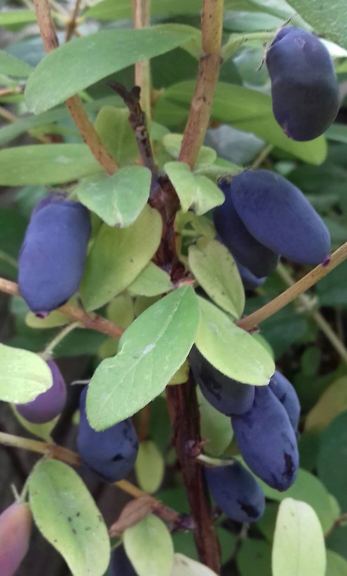 Honingbes, Lonicera caerulea 'Jugana'