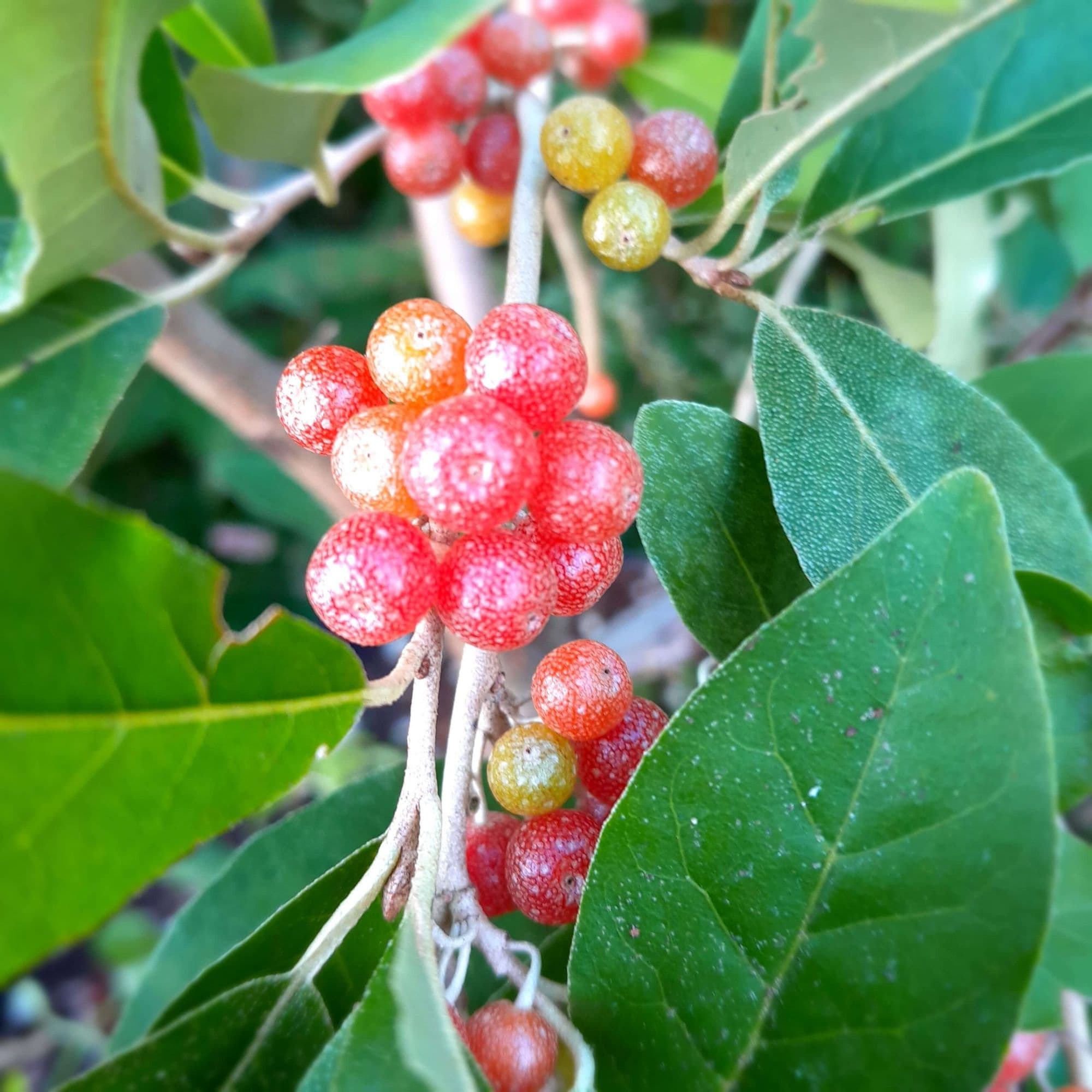 HerfstOlijfwilg, Elaeagnus umb. 'Vernedeld' In p9pot