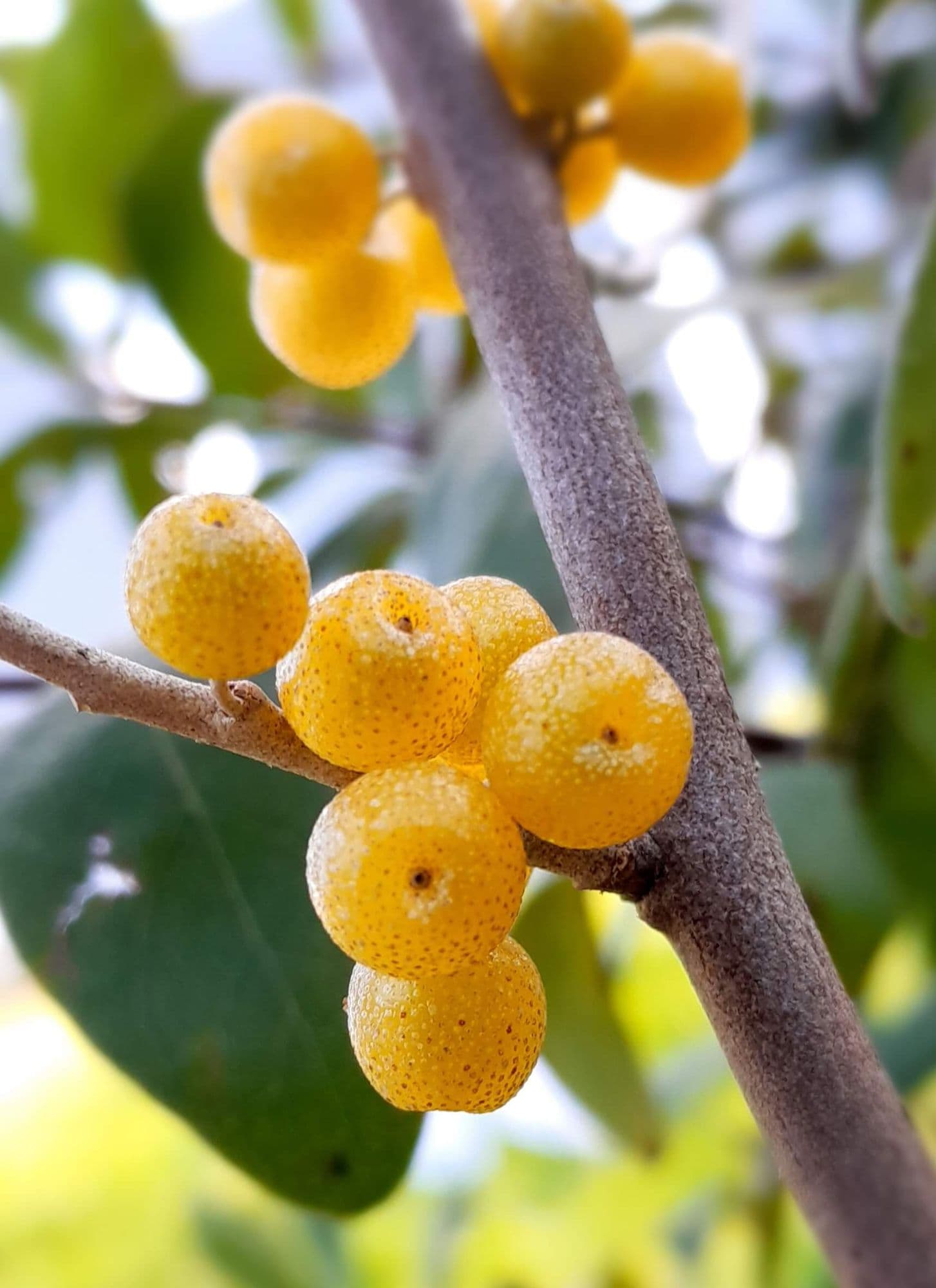 Gele Olijfwilg, Elaeagnus umb. 'Amber' In 1,8L pot