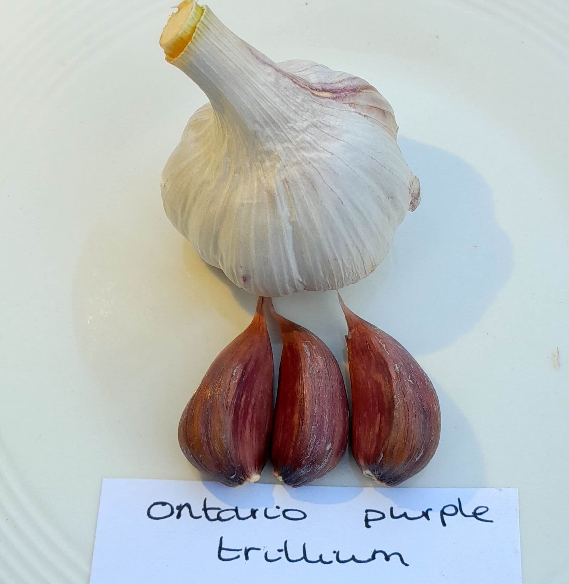 Knoflook, Allium 'Ontario Purple Trillium' (Hardneck-ras)
