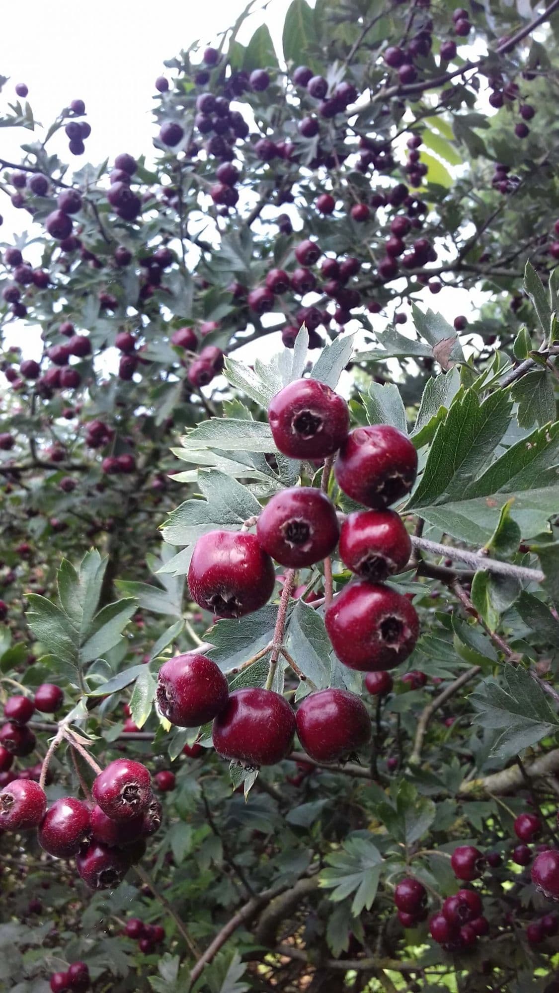 Grootvruchtige Meidoorn Crataegus schraderiana ( één van de lekkerste!)' Jonge spil in 3Lpot