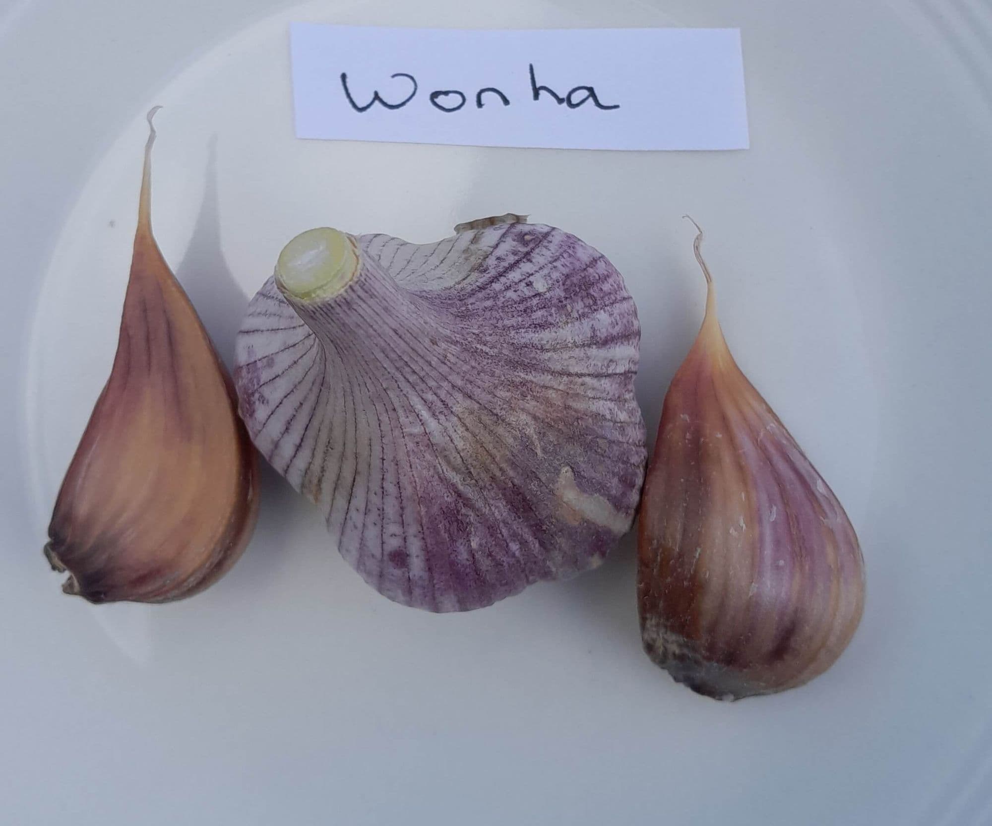 Knoflook, Allium 'Korean Red' (Hardneck-ras)