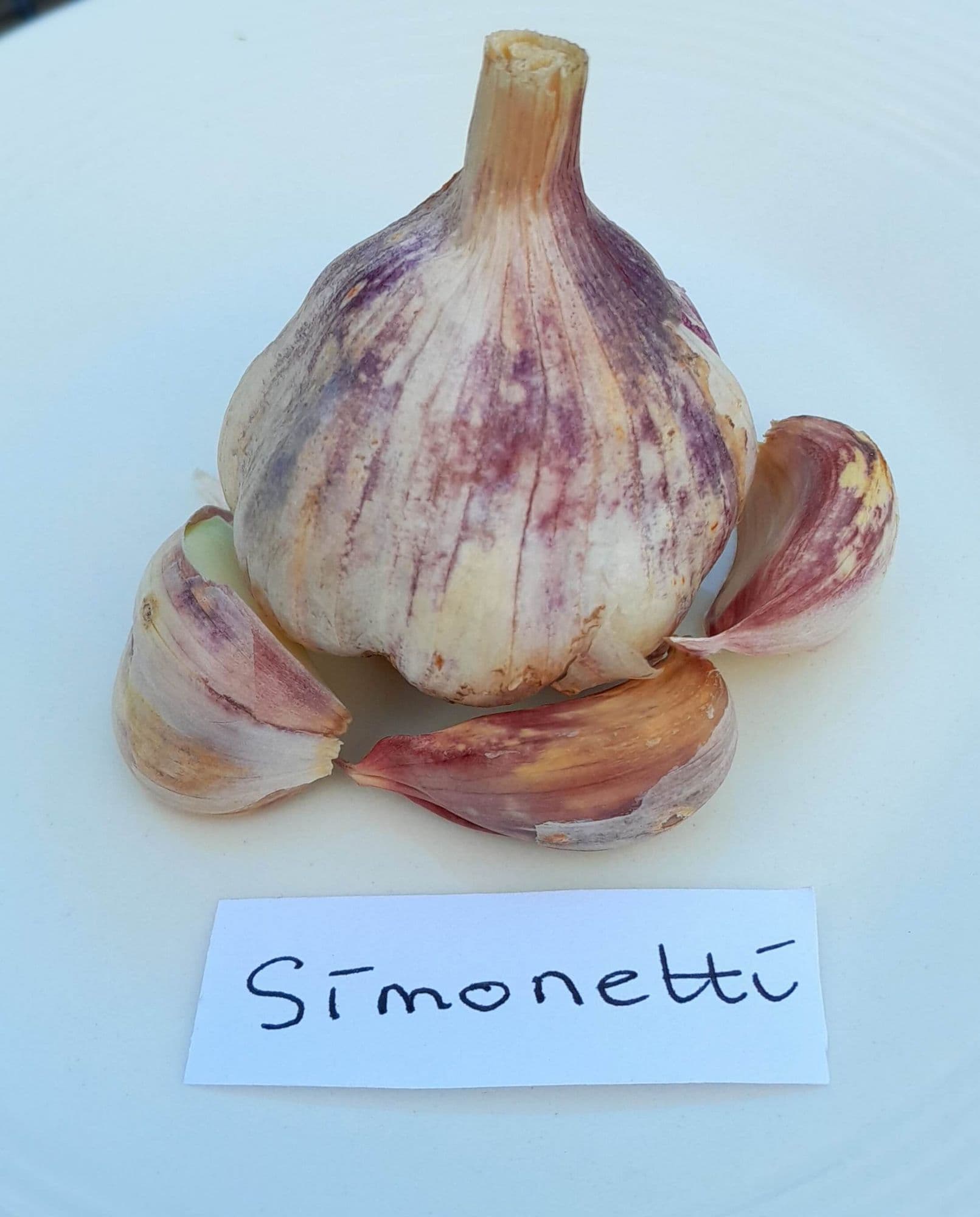 Knoflook, Allium 'Simonetti' (Sofneck-ras)