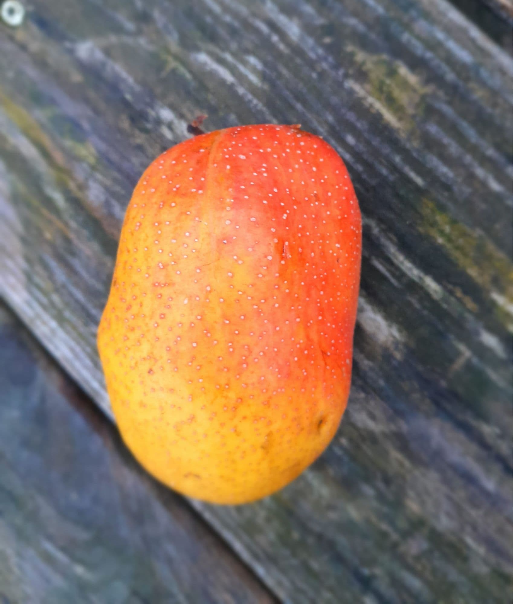 Kyrzichische peer, Pyrus comm. 'Kyrgyzskaya Zimnaya' NIEUW