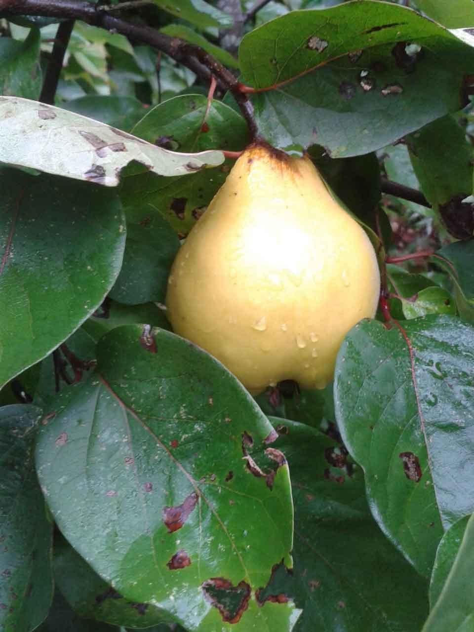 1 Kweepeer, Cydonia oblonga 'Champion'