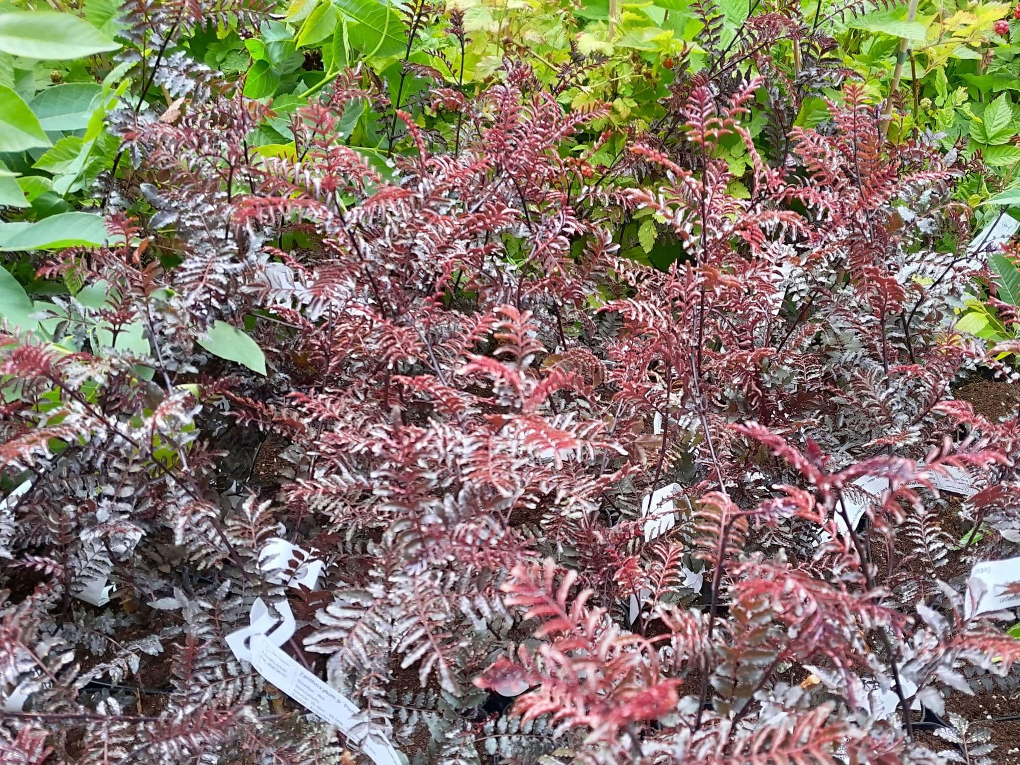 Paarse Japanse peper, Zanthoxylum piperitum'Purple Leaf' ZEER UNIEK