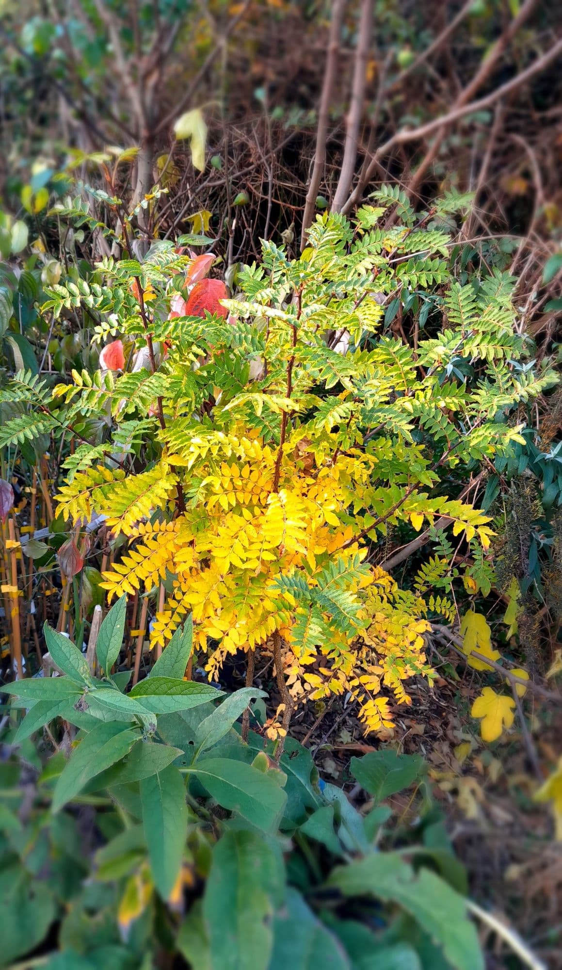 Japanse peper, Zanthoxylum piperitum (heerlijke mintsmaak)