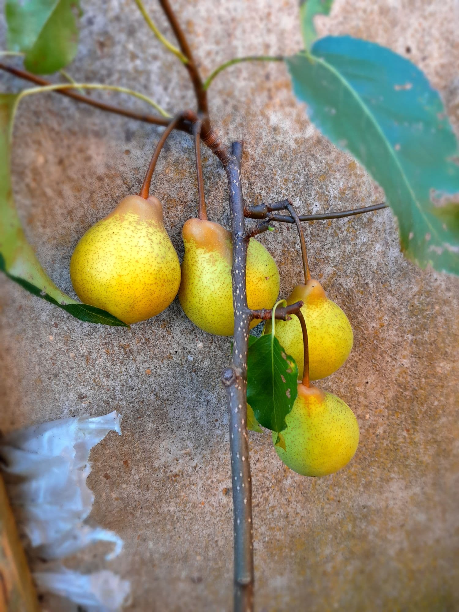 Hybride Nashipeer, Pyrus pyrXco 'Misschiratzy NIEUW!! spil in 3Lpot biowijze gekweekt