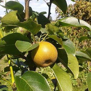 Giant Nashi, Pyrus pyr. 'Olympic' ( de echte!geeft vruchten van meer als 1kg!) NIEUW!!' spil in 3Lpot biowijze gekweekt