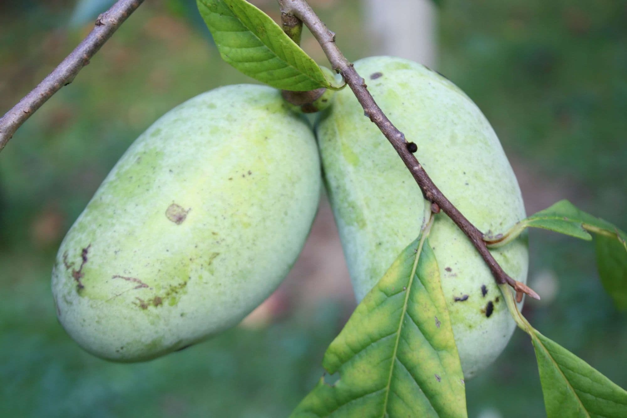Pawpaw, Asimina triloba 'Marshmallow' (FREESTONE-VARIETIE)