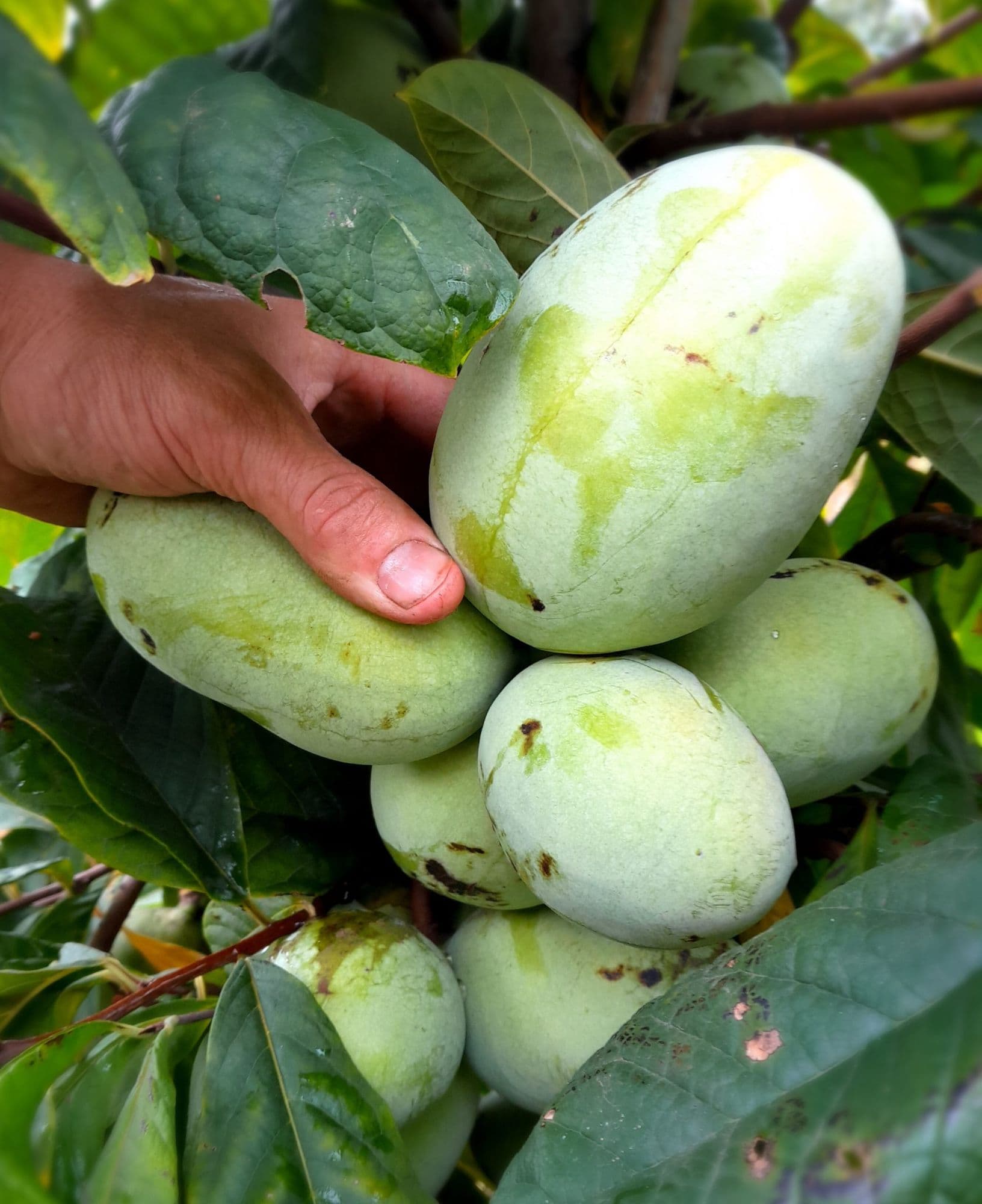 Pawpaw, Asimina triloba 'Tallahatchie® Peterson Pawpaws®'