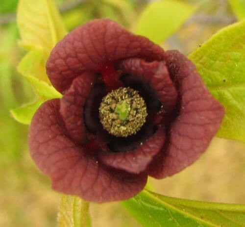 Pawpaw, Asimina triloba'Honeydew' (FREESTONE-VARIETIE) NIEUW