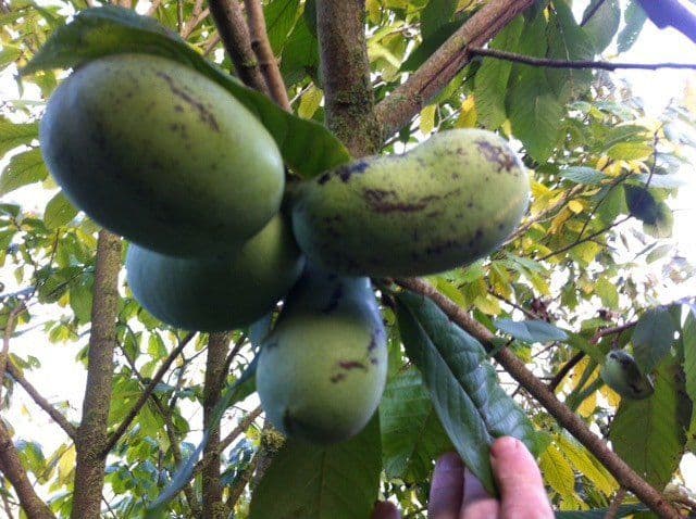Pawpaw, Asimina triloba 'Nijlemster Bigwan'