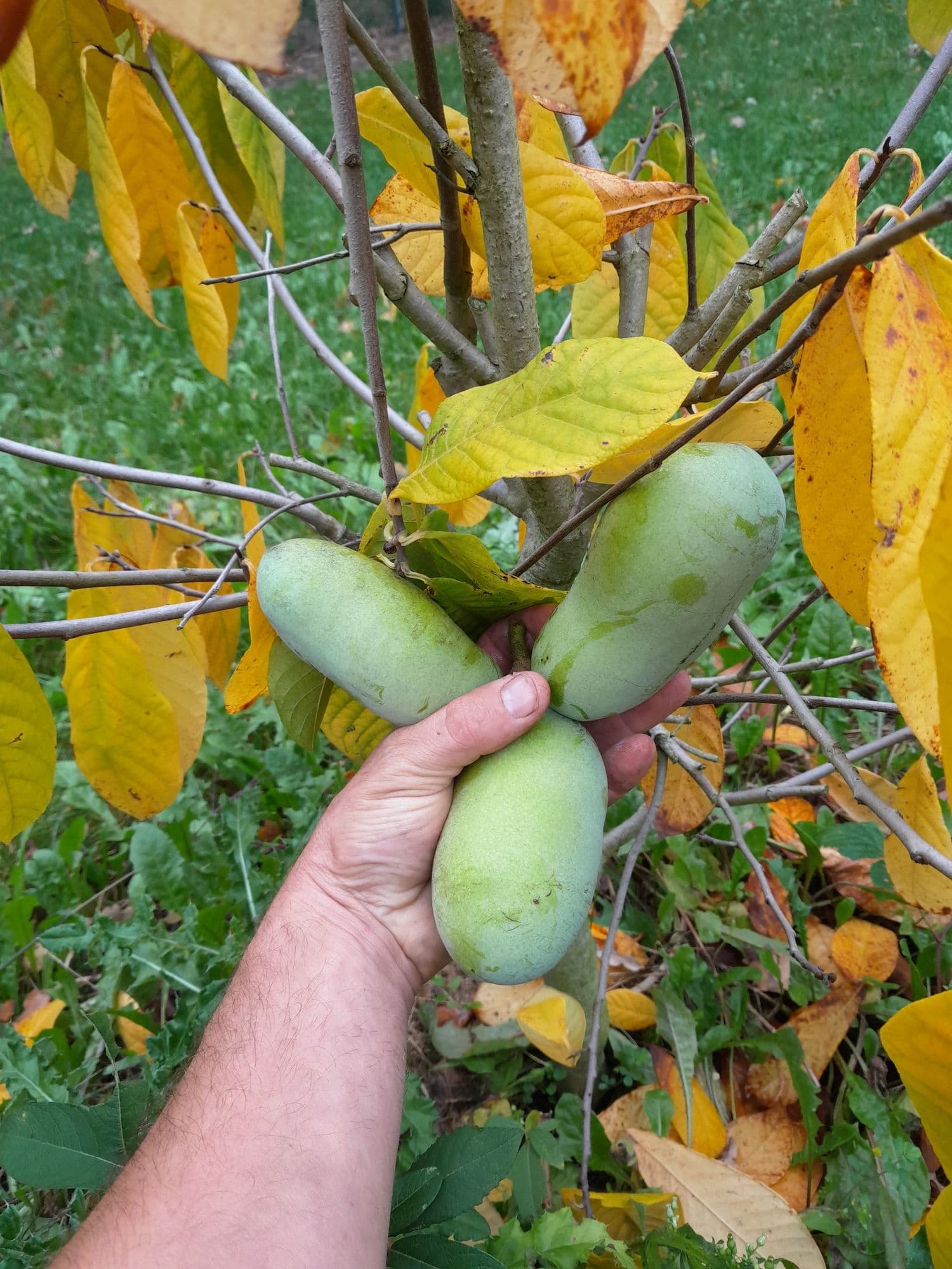 Pawpaw Asimina triloba 'Halvin' (zeer vroeg rijpend en grote smaakfavoriet in Amerika)