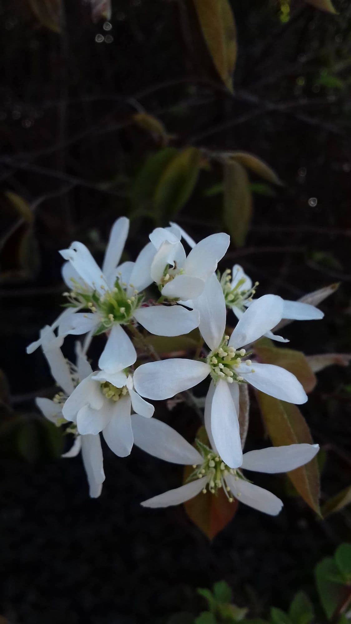 Grootvruchtige krent Amelanchier alnifolia 'Krasnojarskaja'
