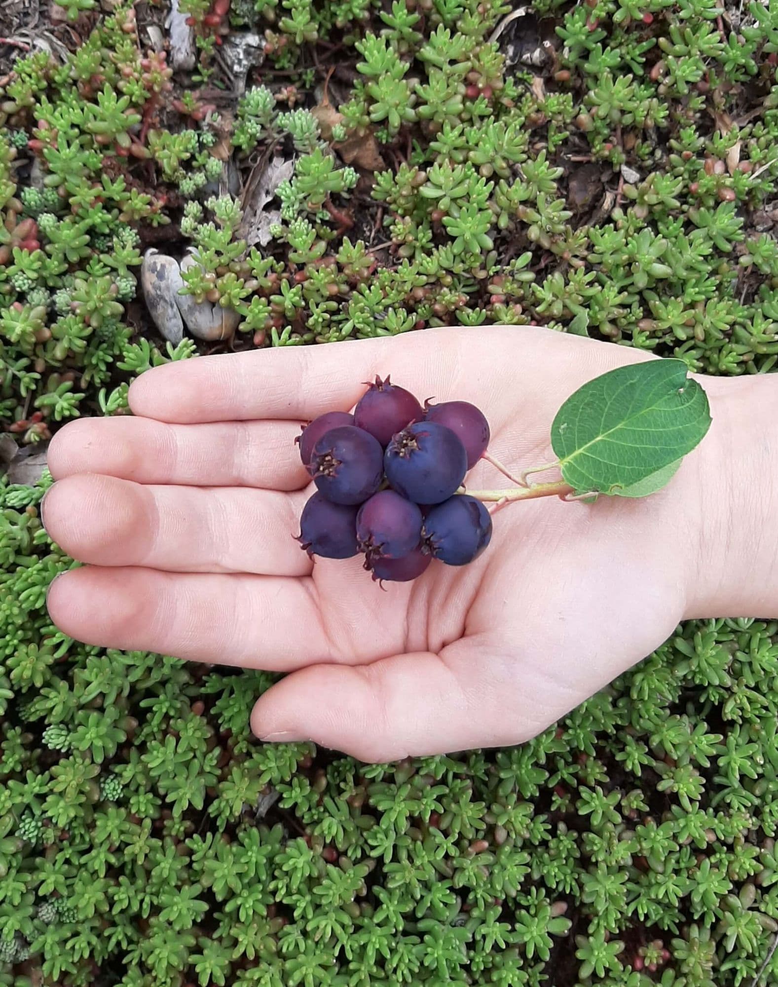1 Meerstammige Grootvruchtige Krent Amelanchier 'Martin'