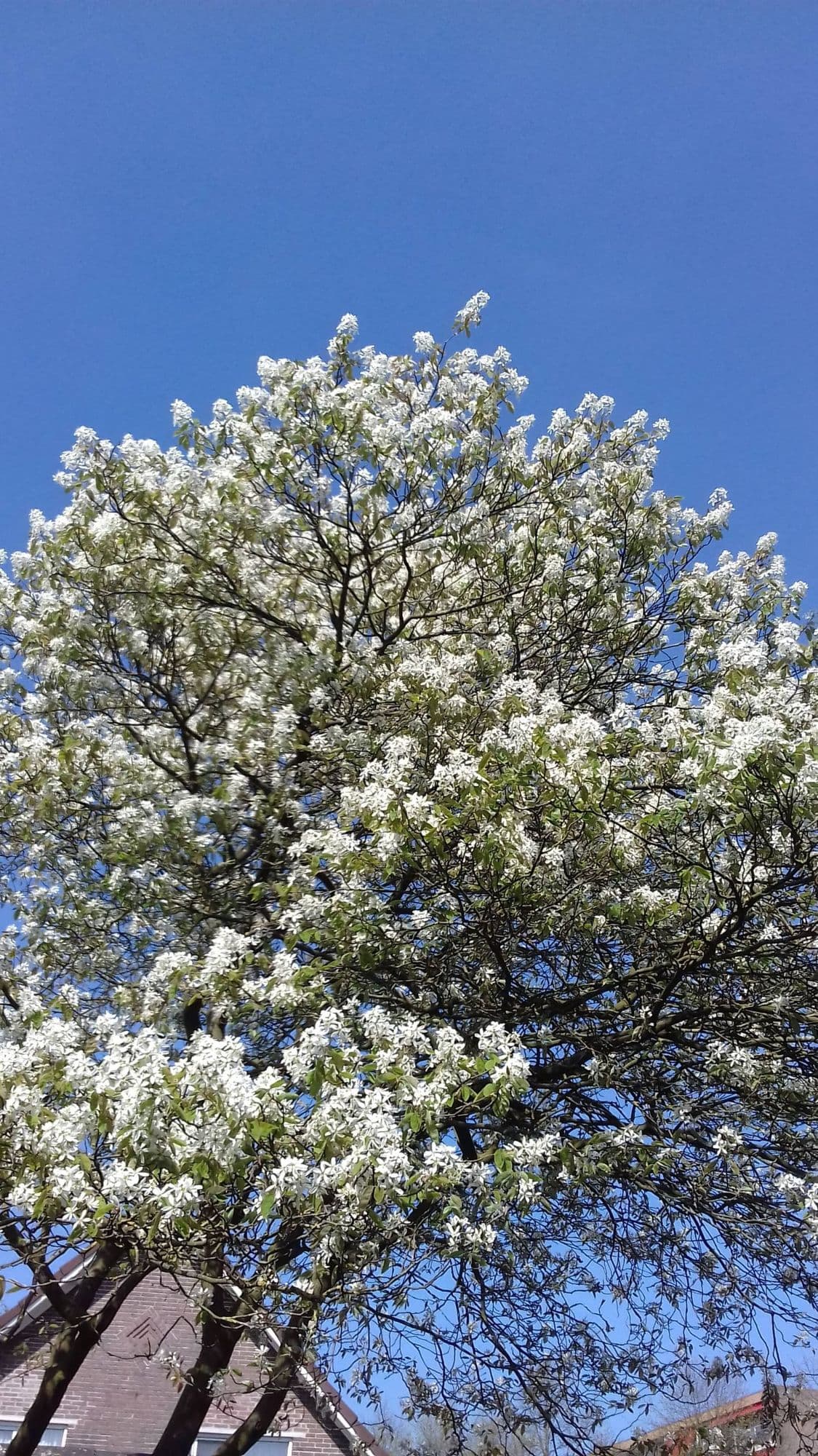 Grootvruchtige krent, Amelanchier alnifolia 'Mandam' in 12cm pot
