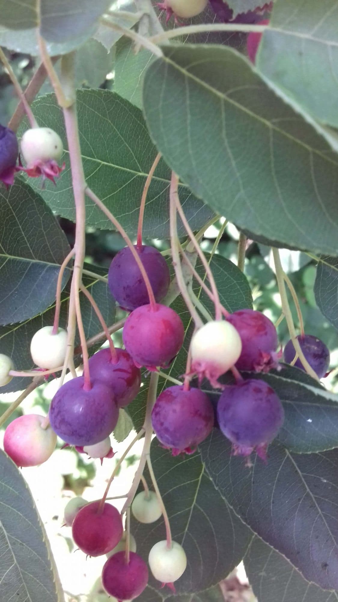 Grootvruchtige/zoete krent 'Amelanchier Honeywood'