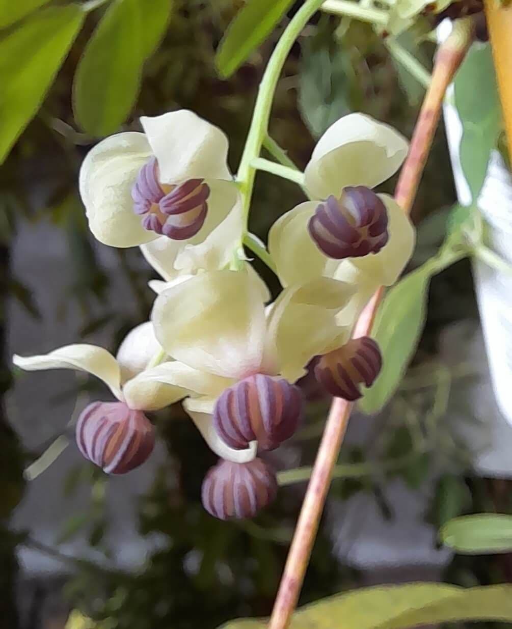 Chocoladerank, Akebia quinata 'Silver Bells' in 2Lpot 100cm+