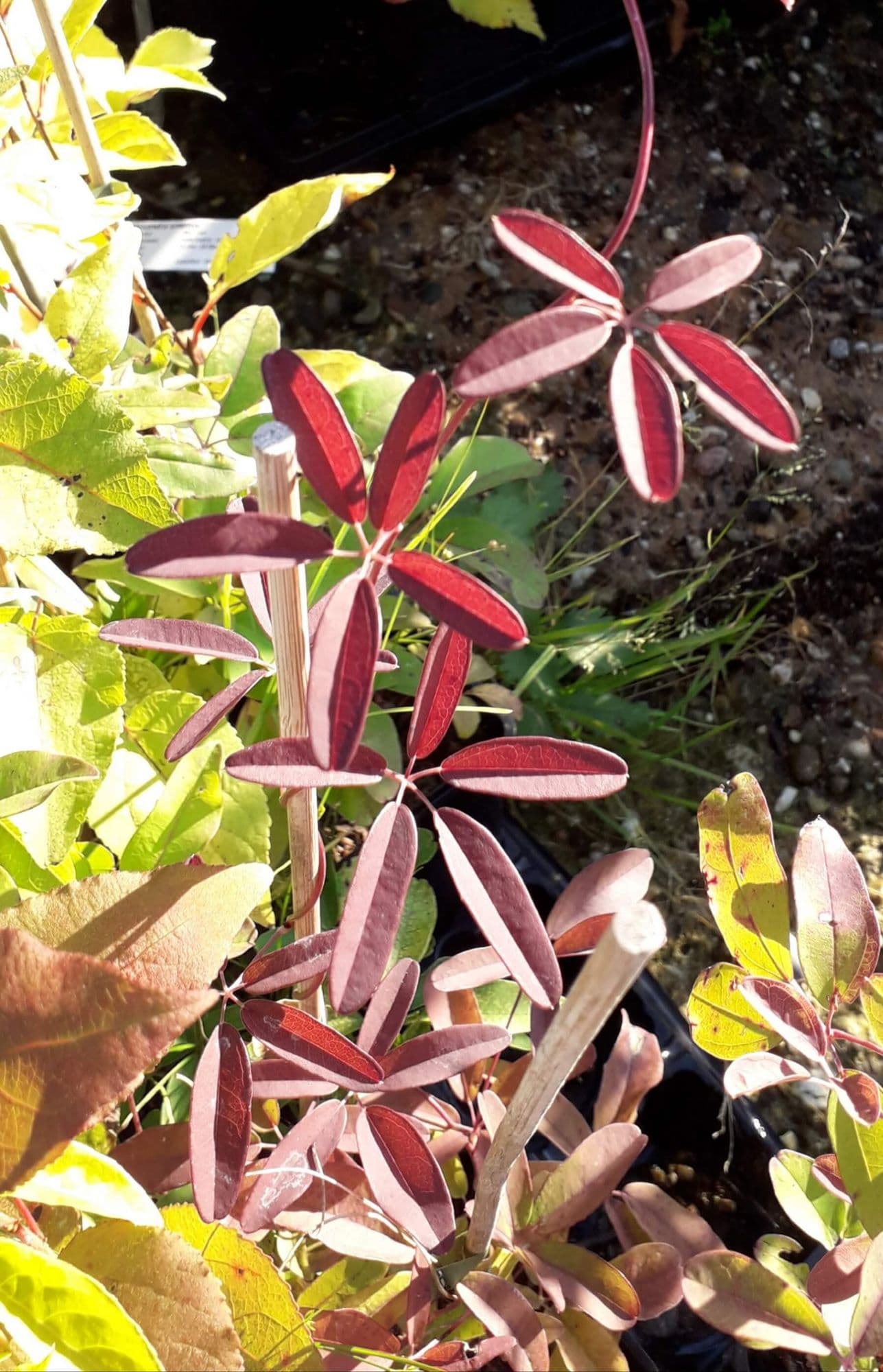 Chocoladerank, Akebia quinata in 2Lpot 100cm+