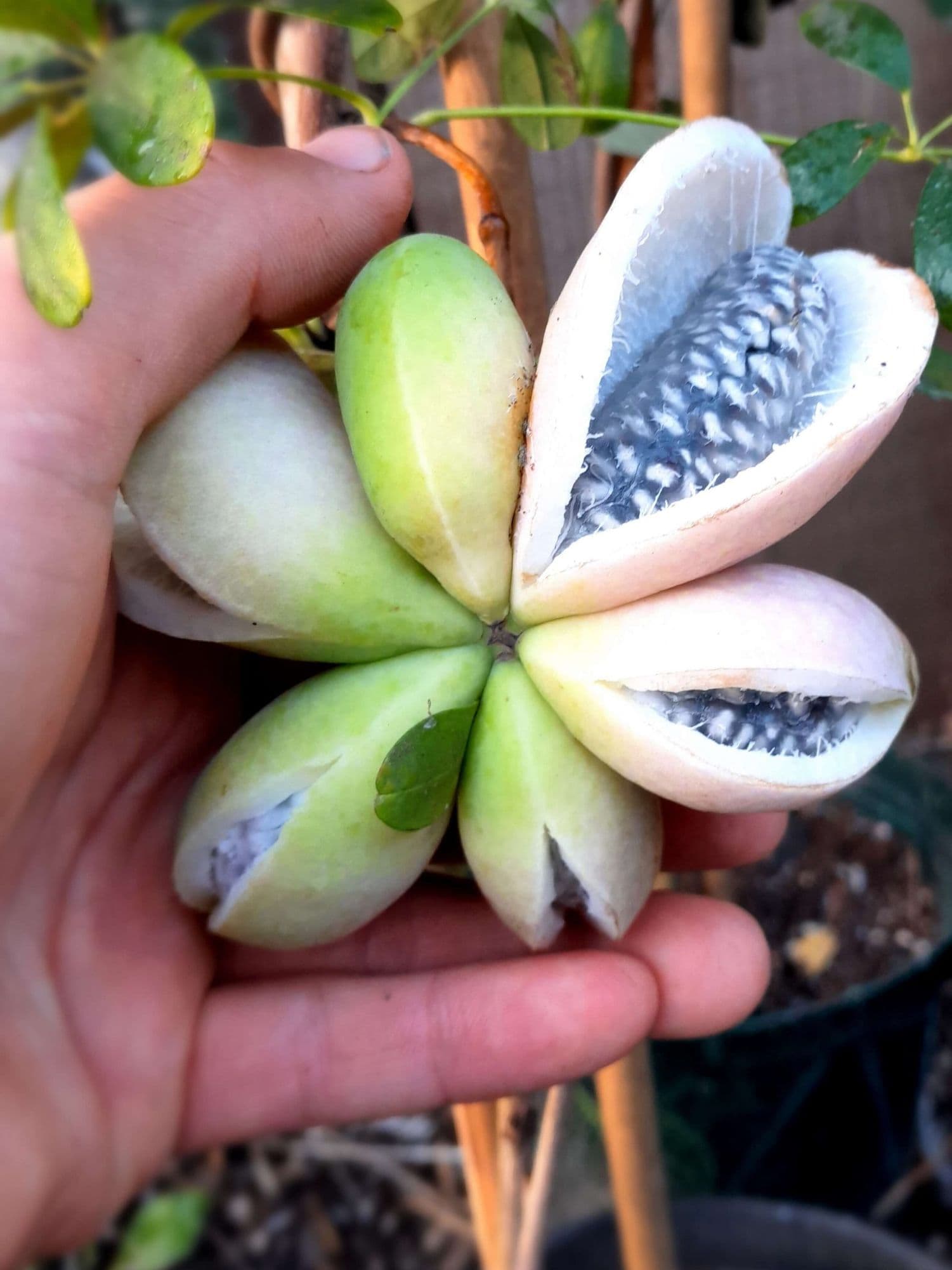 Chocolade rank, Akebia trifoliata in 2Lpot 100cm+