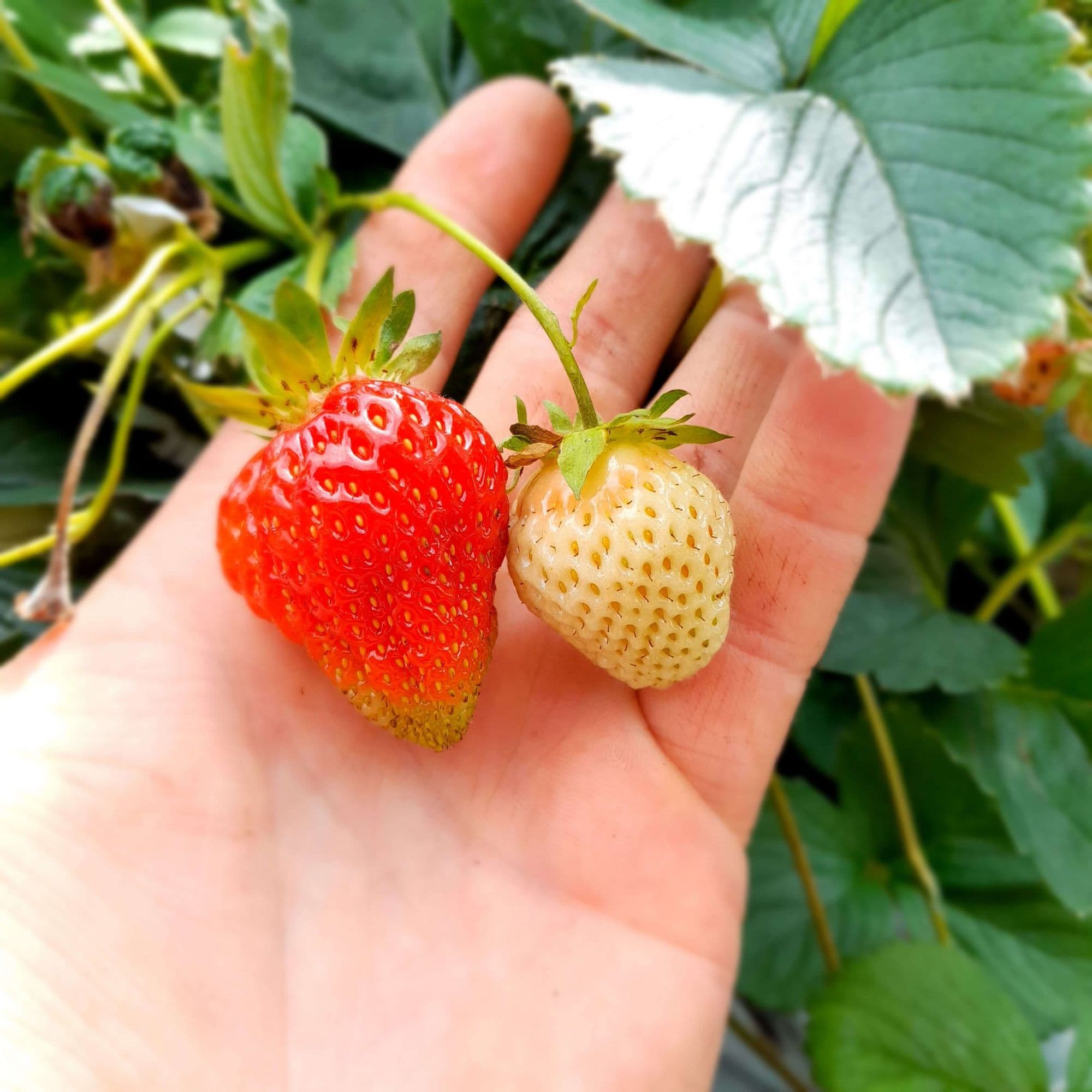 1 Laatrijpende Aardbei, Fragaria 'Cadenza' zeer smakelijk en productief BIO A2+ Per 10planten