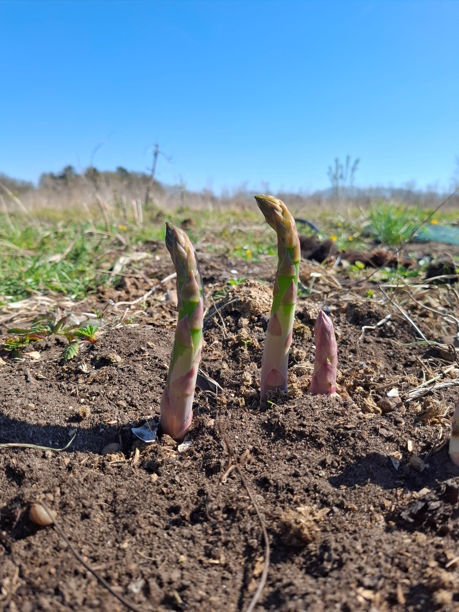 (Groene/Witte) Asperge Asparagus 'Gijnlim'