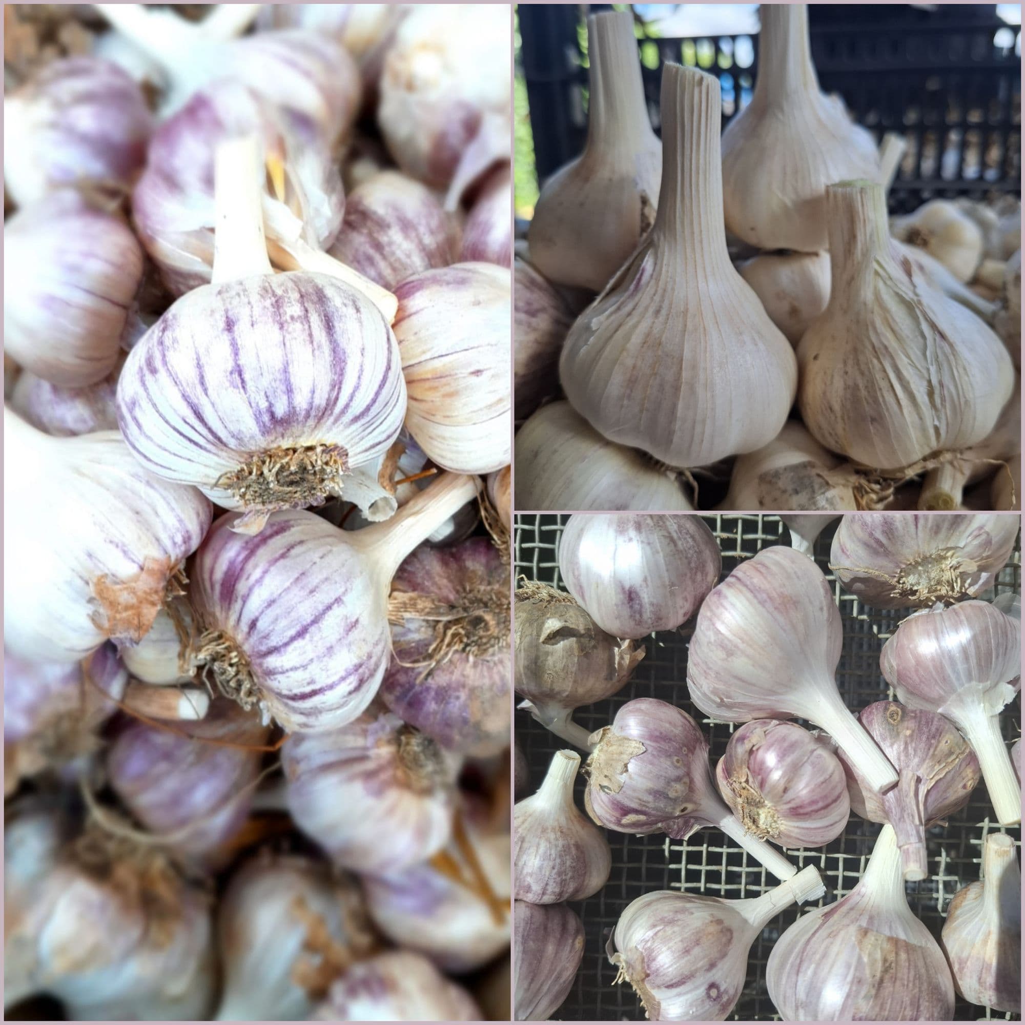 Houdbare knoflook, Allium 'Ophio'