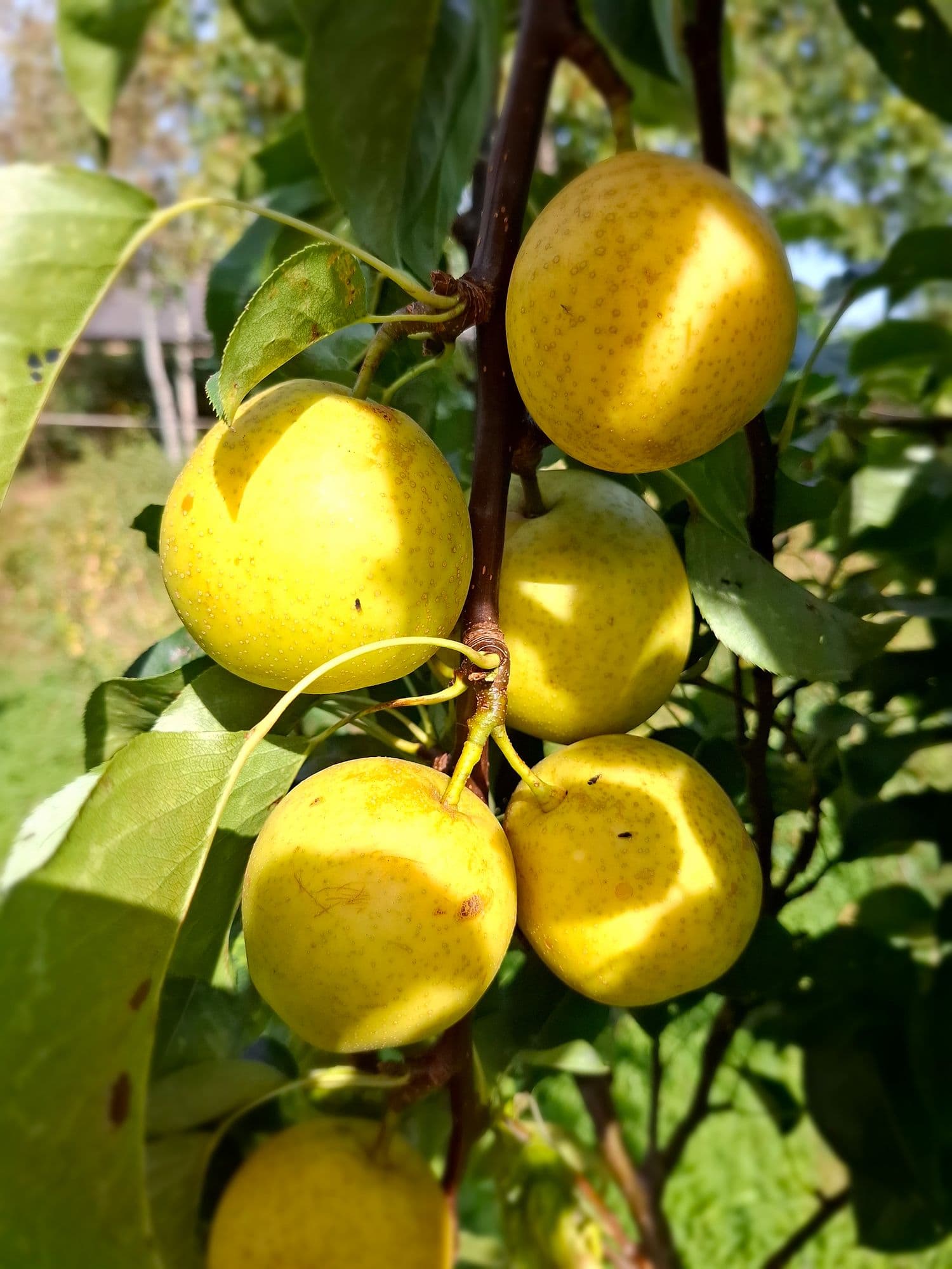 (Honing)Nashipeer, Pyrus pyrifolia'Honeybal' Spillen spil in 3Lpot biowijze gekweekt