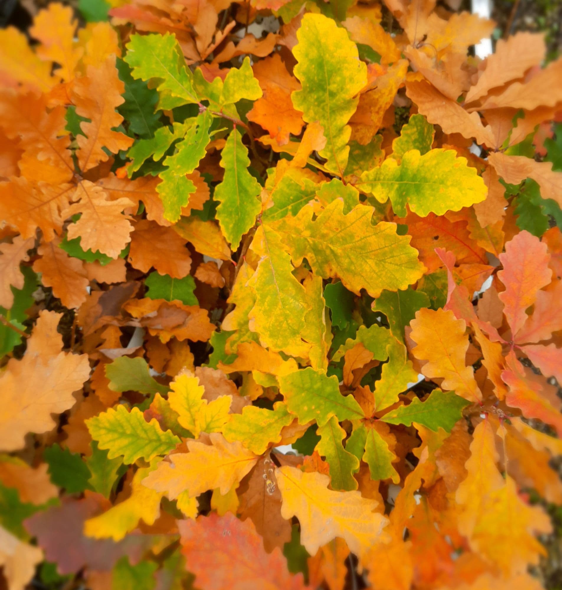 Witte eik (Canadese(!!) Quercus alba, Behoorlijk taninevrij