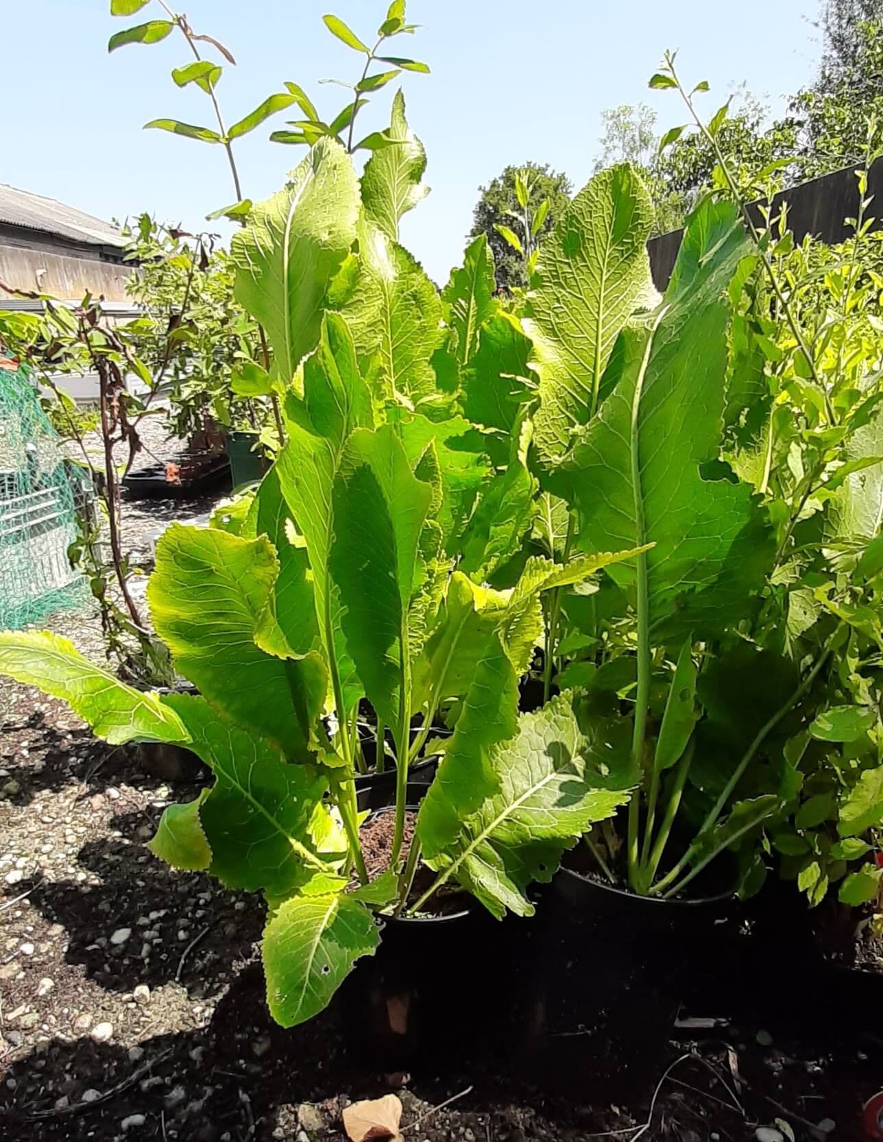 Mierikswortel plant, Armoracia rusticana