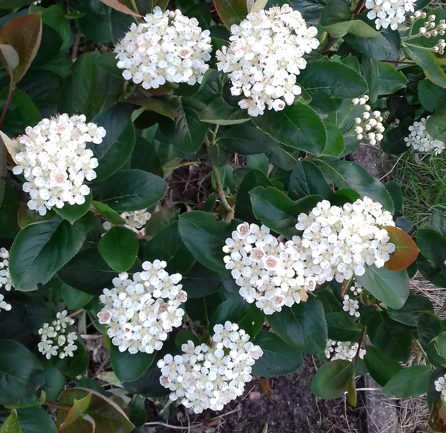Appelbes, Aronia prun. Hugin, vertakte planten