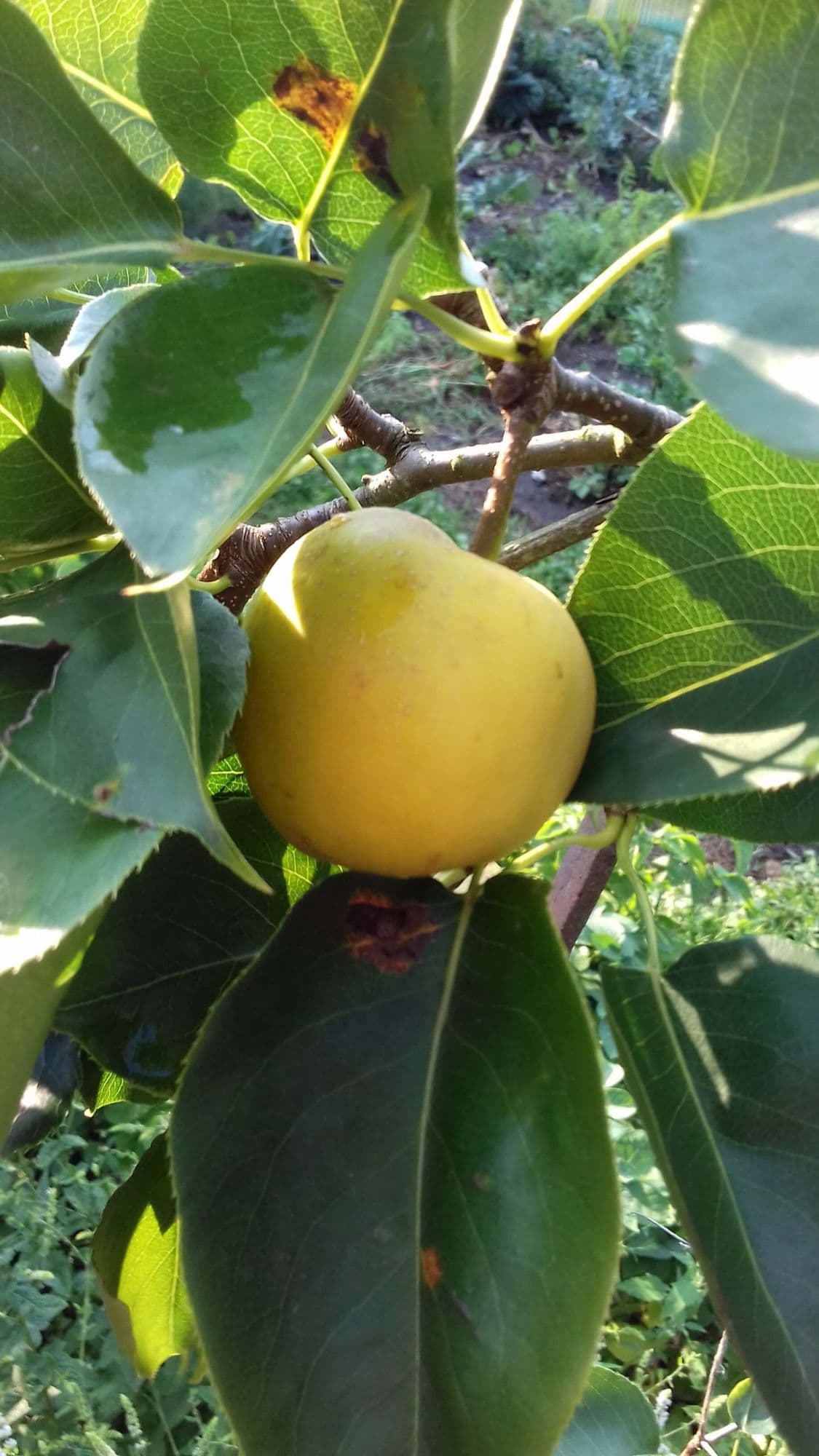 Nashipeer, Pyrus pyr. 'Hakko'(Heerlijk vroeg ras) spil in 3Lpot biowijze gekweekt