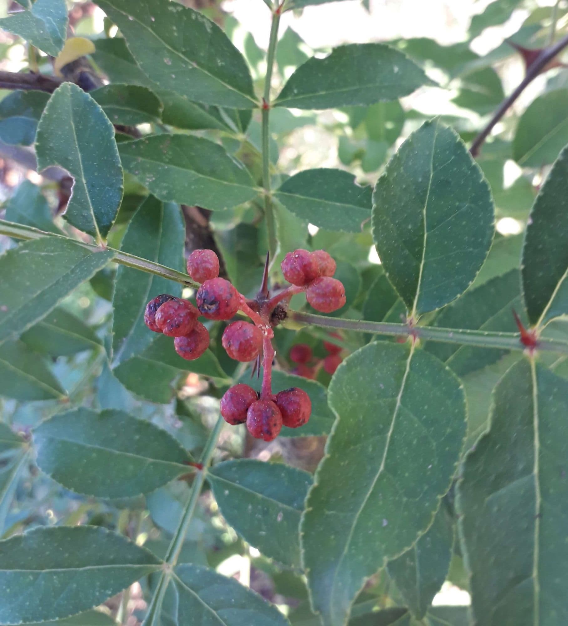 Szechuanpeper, Zanthoxylum simulans