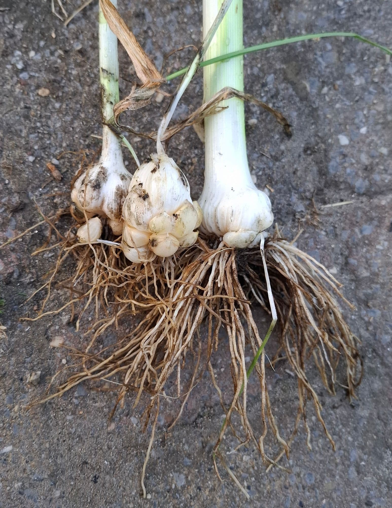 Oerprei, Allium ampeloprasum ( goede bol met gem. 8 tot 15 tenen)