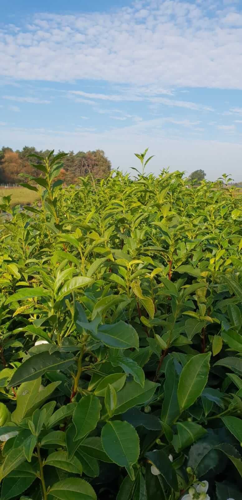 Echte Laurier, Laurus nobilus