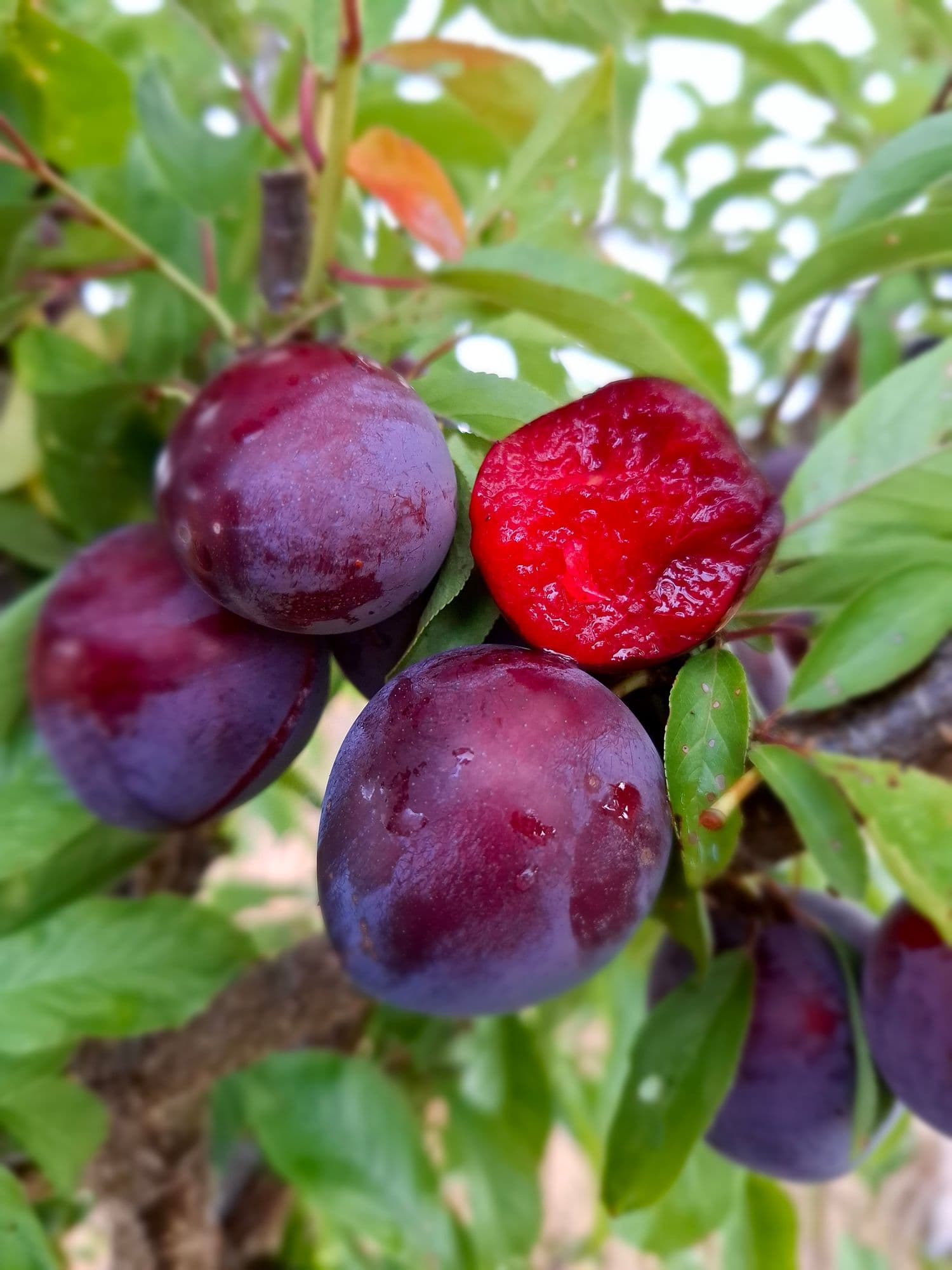 Pluot, Prunus s X a Flavour King