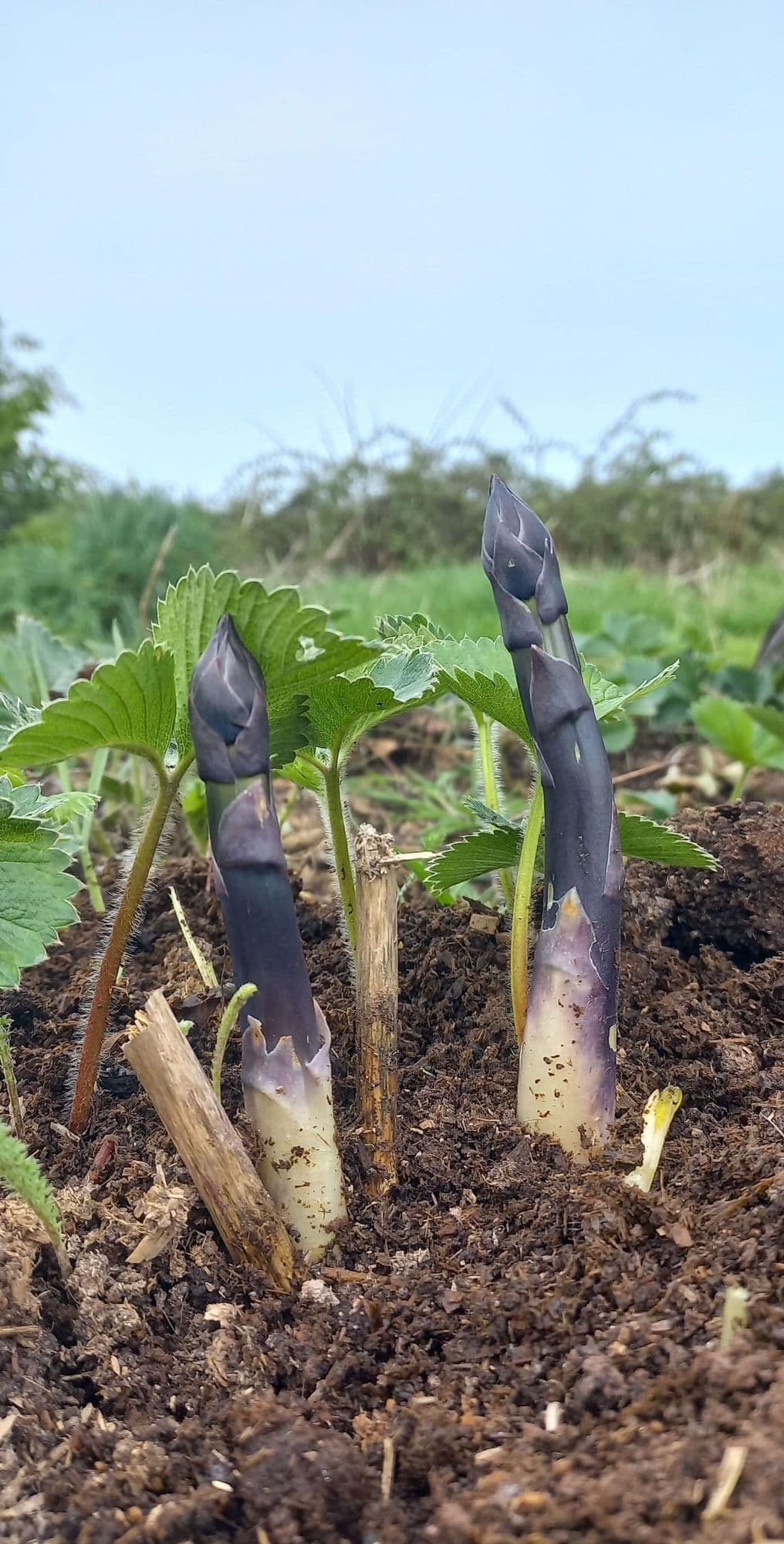Aspergeplanten verrassingsmix in 1,8Lpot biowijze geweekt