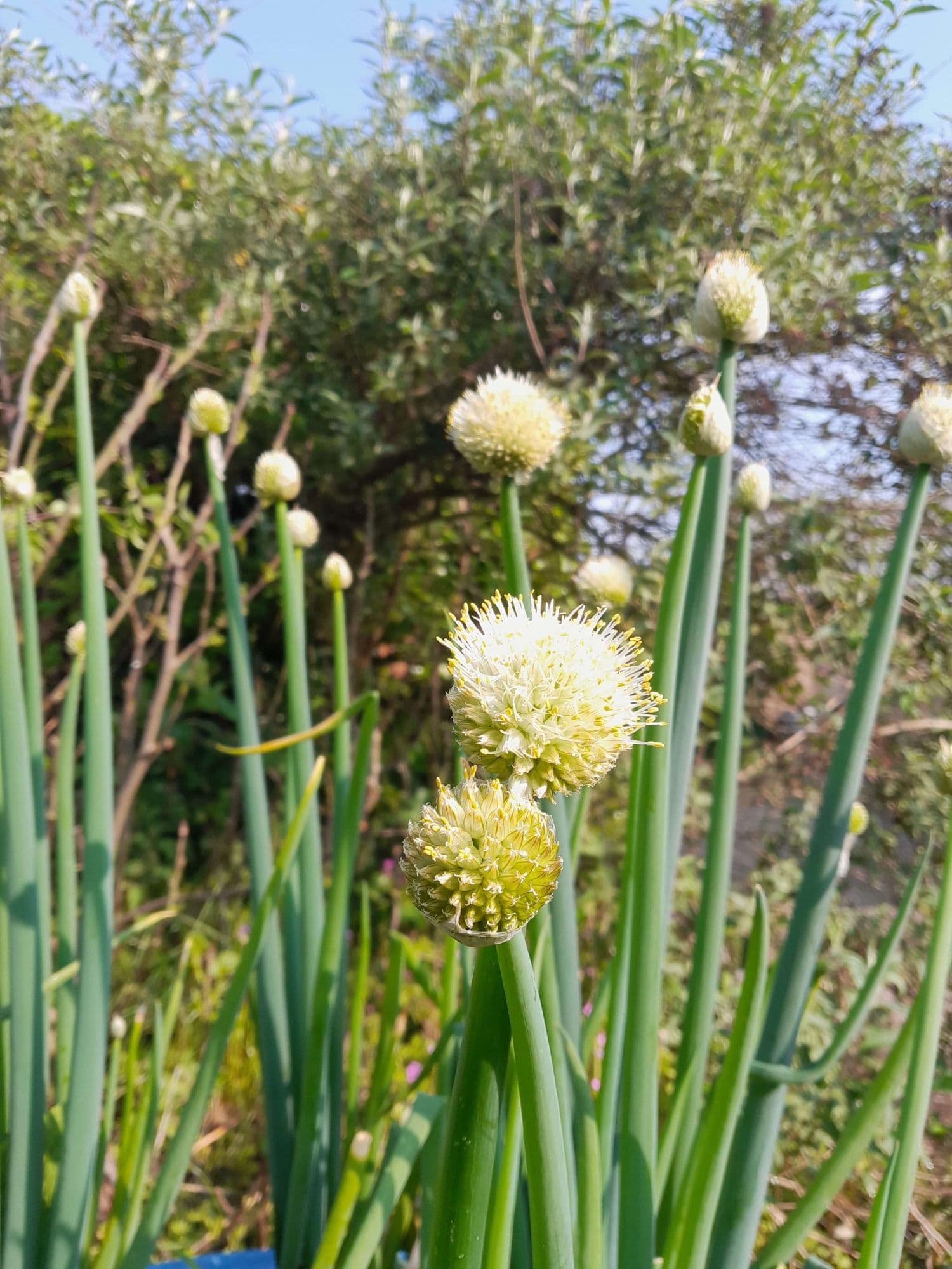 Altailook, Siberische reuzenbieslook, Allium altaicum