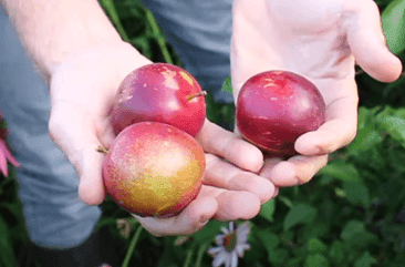 Russische pruim/pluot, Prunus salicina x armeniaca 'Globus'