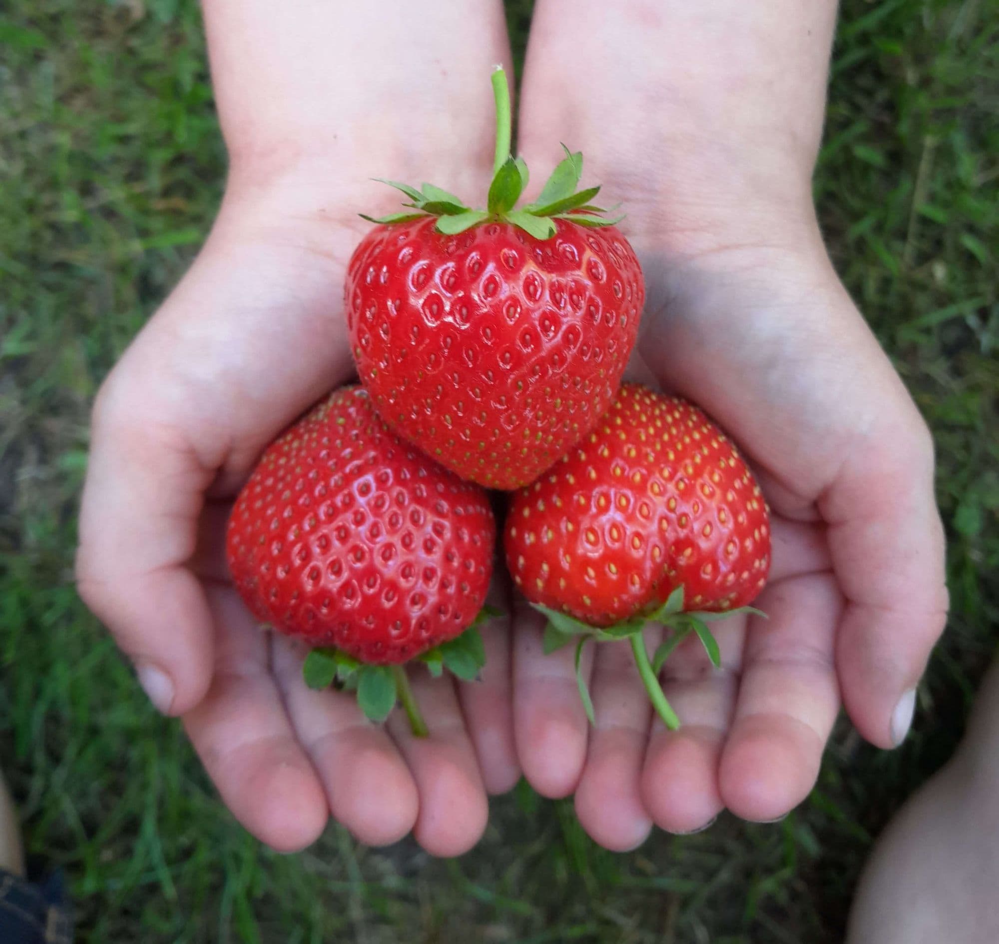 Aardbei
