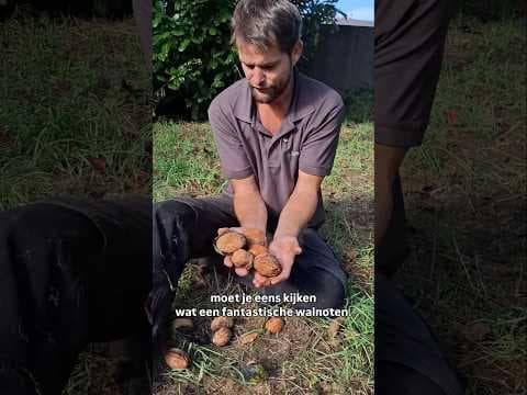 Lange van Lod, pas op, reuzenwalnoot bij uitstek!